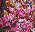 Дожди, облачность и до +22 °C: прогноз погоды для Сахалина и Курил на 15 июня