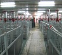 Свиней в новом животноводческом комплексе под Таранаем защитят от  Wi-Fi