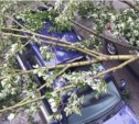 Разрушительный тайфун Халонг в Южно-Сахалинске глазами пользователей astv.ru (ФОТО)