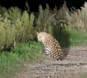 На приморца напал разъярённый леопард, но мужчина отбился табуреткой