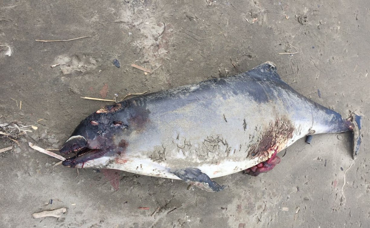 Мертвого дельфиненка выбросило на берег в Поронайске