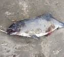 Мертвого дельфиненка выбросило на берег в Поронайске
