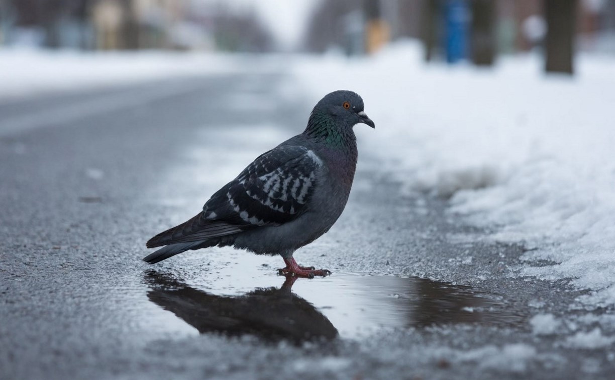 Потепление и небольшой снег: прогноз погоды для Сахалинской области на 31 января