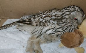 Общество