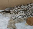 Лиса и канюк пострадали от авто, истощение енотки: диким животным Сахалина требуется помощь