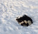 Шкуры убитых собак нашли в лесу у «Олимпии-Парк»