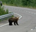 За кормление диких животных на Камчатке планируют ввести ответственность