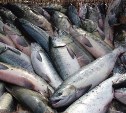 Предпринимателей Южно-Сахалинска приглашают к участию в проекте «Доступная рыба»