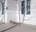Свора бродячих собак терроризирует горожан в центре Южно-Сахалинска