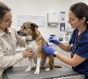 В России сообщили о массовой гибели собак после одной вакцины