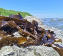 Сезон сбора морской капусты на Сахалине: полезная еда, которая лежит под ногами