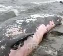 Тушу огромного морского животного выбросило на побережье Сахалина