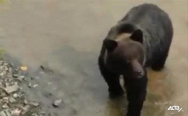 В Невельском районе отстрелили медведя, которого прикормили люди