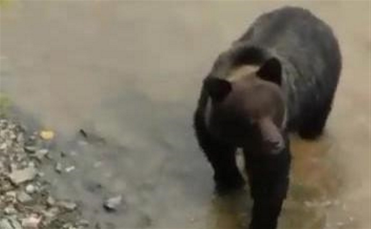 В Невельском районе отстрелили медведя, которого прикормили люди