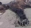 Мёртвого медведя выбросило на берег в Поронайском районе