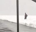Появилось видео спасения унесённого на льдине сахалинца 