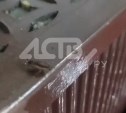 Жирных тараканов заметили в кафе в Южно-Сахалинске