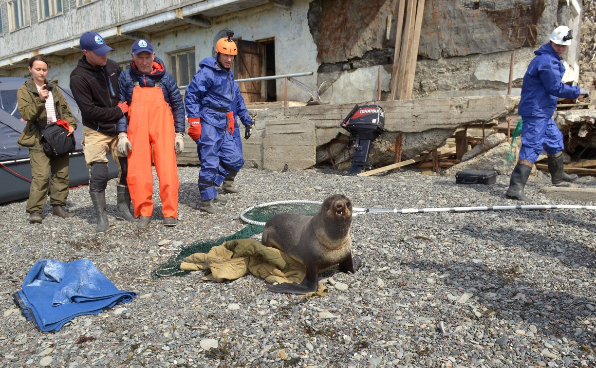 Первая в России экспедиция по спасению тюленей от пластикового мусора прошла в Сахалинской области