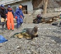 Первая в России экспедиция по спасению тюленей от пластикового мусора прошла в Сахалинской области