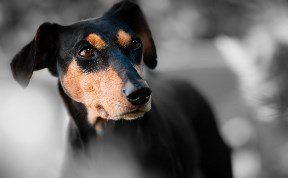 Общество