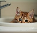 ООО "РВК-Сахалин" информирует об отключении воды