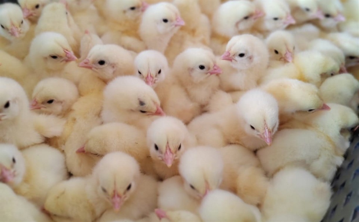 Около 30 тысяч цыплят-бройлеров вакцинировали и заселили на птицефабрику "Островную" в Южно-Сахалинске