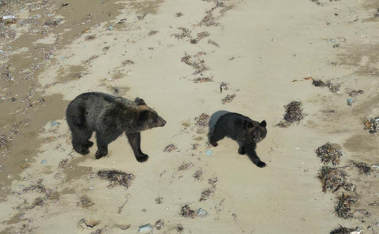 Ощутимый недостаток рыбы вынудил медведей выйти к людям на Кунашире - учёные