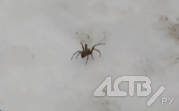 Внезапное потепление в декабре ошарашило пауков в Южно-Сахалинске: на снег полезли "суровые" особи