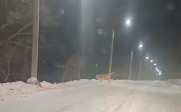 В соцсетях стремительно рассылают видео, где предупреждают о тигре в центре Южно-Сахалинска
