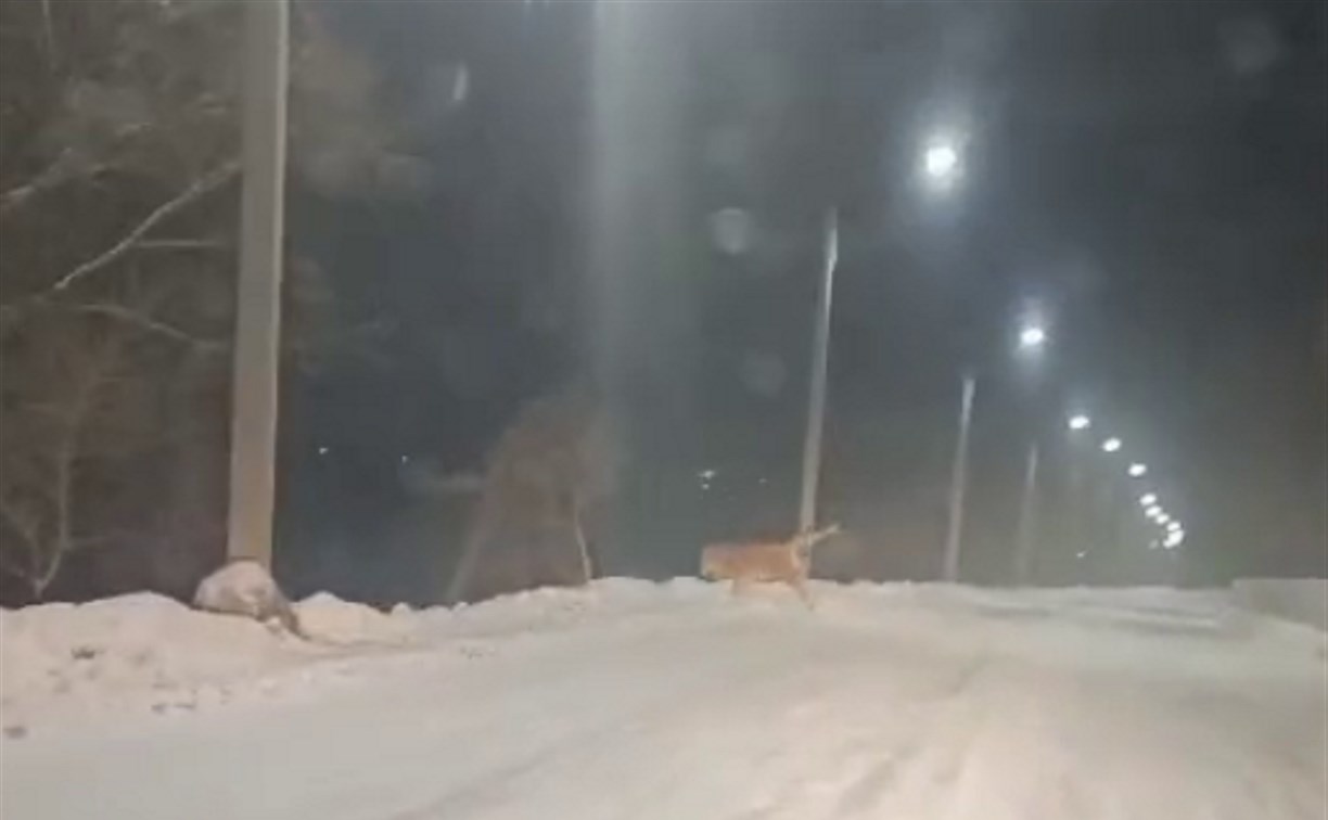 В соцсетях стремительно рассылают видео, где предупреждают о тигре в центре Южно-Сахалинска
