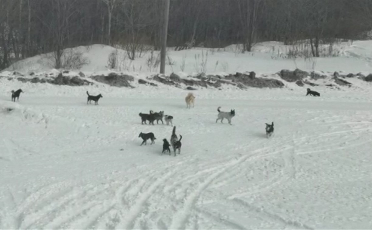 Стаи бродячих собак окружили сахалинский Шахтерск 