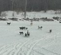 Стаи бродячих собак окружили сахалинский Шахтерск 