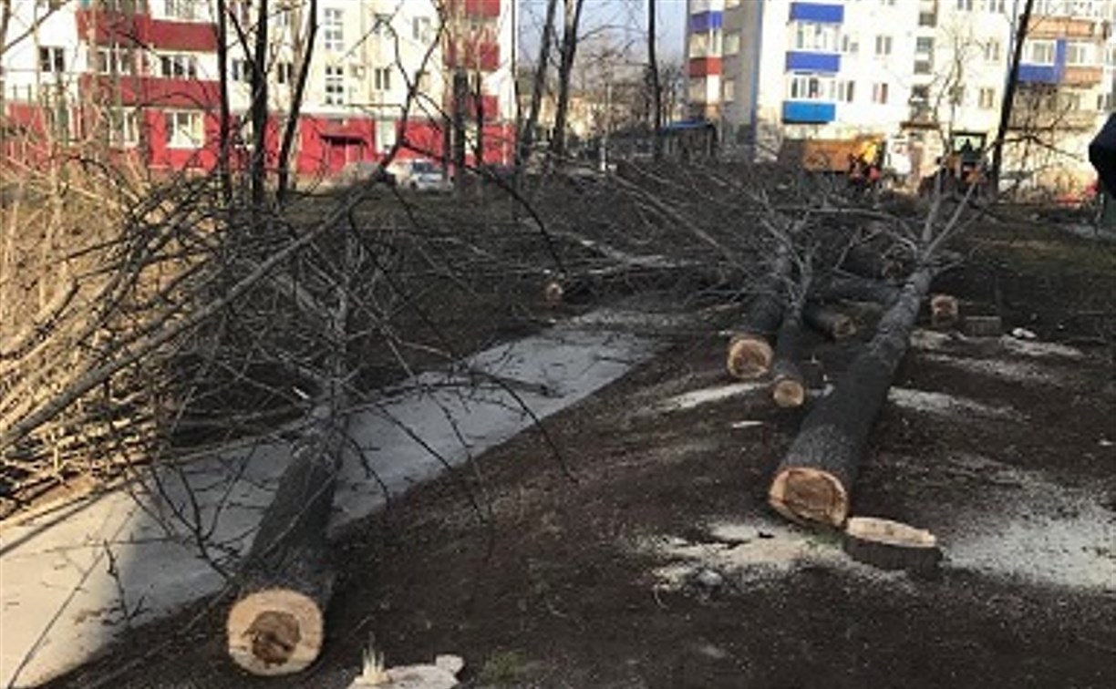 Больше 20 деревьев спилили рабочие возле новостройки в Поронайске - Новости  Южно Сахалинска - astv.ru