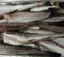 Ситуация с добычей минтая начинает улучшаться для сахалинских рыбаков