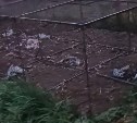 Бродячие собаки в Южно-Сахалинске задушили 22 "серебристые" курицы на частном дворе