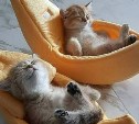 Тест: эти 12 вопросов покажут, какой ты мем