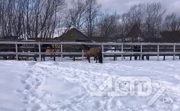 Сахалинцы несколько часов ловили бегавших перед поездом лошадей - подробности истории