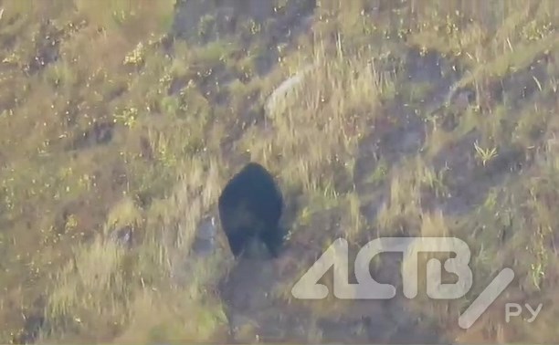 Нелёгкий путь в гору упитанного медведя сняли на видео на Курилах