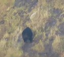 Нелёгкий путь в гору упитанного медведя сняли на видео на Курилах