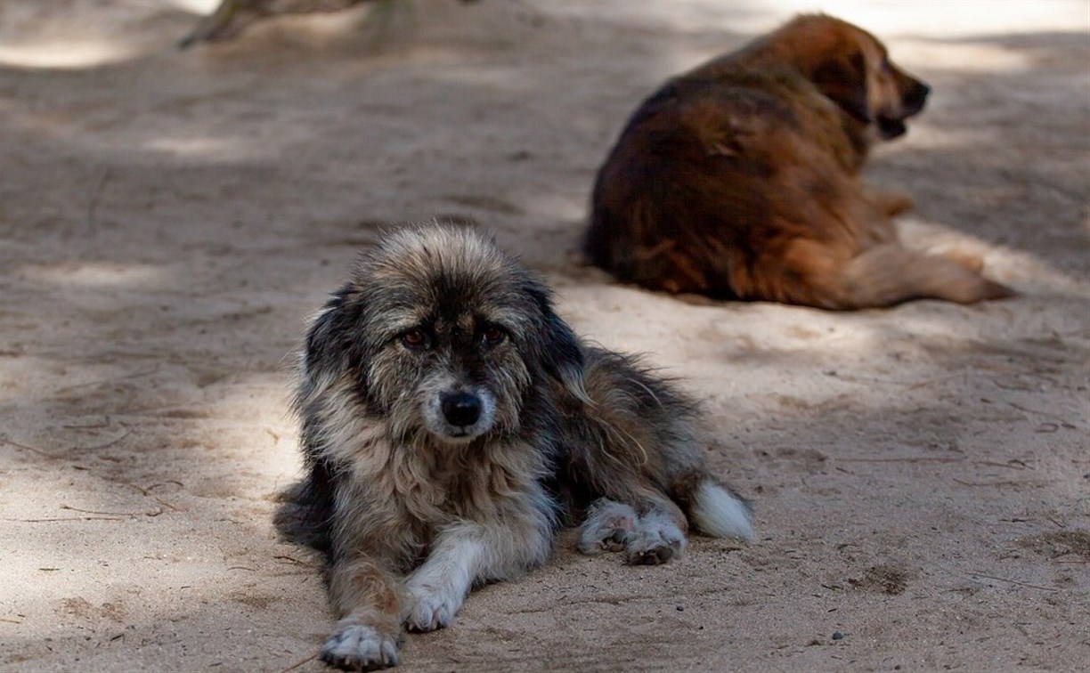 Приют для бездомных животных на 350 мест хотят построить в Углегорском районе