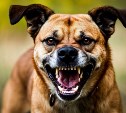 На Камчатке полицейскому пришлось стрелять, чтобы отогнать собаку, напавшую на ребёнка