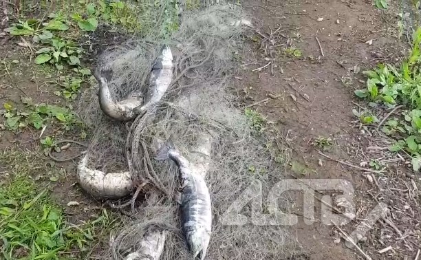 Сахалинские рыбаки вытащили из Лютоги 30-метровую браконьерскую сеть