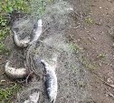Сахалинские рыбаки вытащили из Лютоги 30-метровую браконьерскую сеть