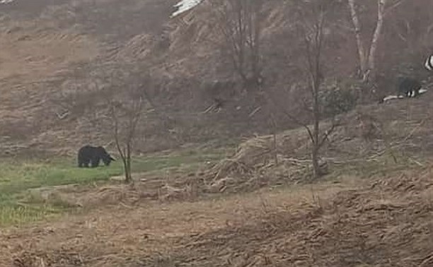 Сахалинка в тумане встретила медведицу с малышом около японской тории во Взморье 