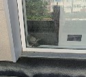 "Отчаянно бьётся в окно": голубь оказался в заточении после закрытия супермаркета в Южно-Сахалинске