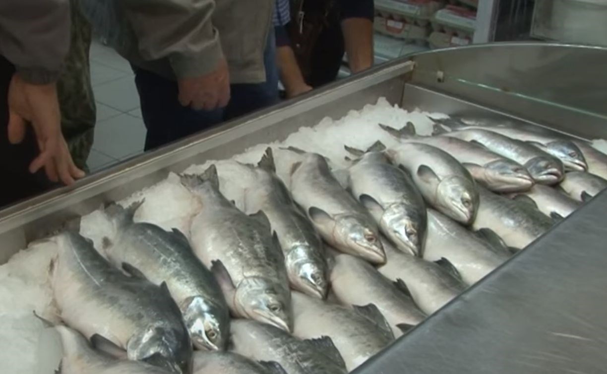 Около 500 тонн свежевыловленной рыбы по сниженным ценам приобрели сахалинцы и курильчане с начала года