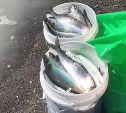 Любительский лов селёдки на Сахалине: каждый в сутки должен добыть не более 50 штук