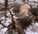 "Браконьеры или нет?": на юге Сахалина выясняют причину странной смерти благородных оленей 