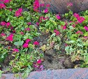 В парке Корсакова дети вырвали цветы на клумбах