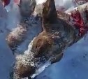 Одного из причастных к убийству оленей на Сахалине задержала полиция